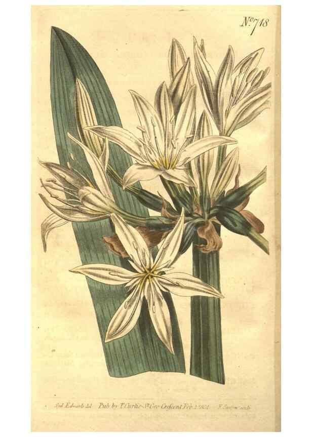 Reproducción/Reproduction 8448617962: Curtis's botanical magazine.. London ;New York [etc.] :Academic Press [etc.]