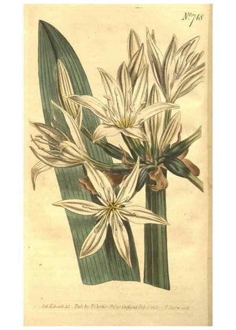 Reproducción/Reproduction 8448617962: Curtis's botanical magazine.. London ;New York [etc.] :Academic Press [etc.]
