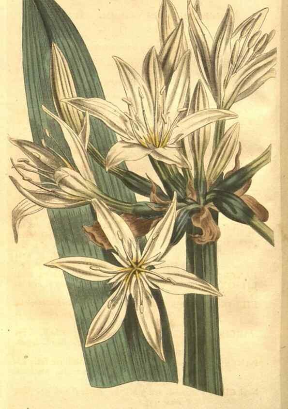Reproducción/Reproduction 8448617962: Curtis's botanical magazine.. London ;New York [etc.] :Academic Press [etc.]