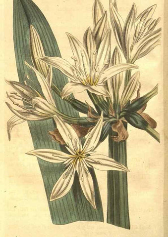 Reproducción/Reproduction 8448617962: Curtis's botanical magazine.. London ;New York [etc.] :Academic Press [etc.]