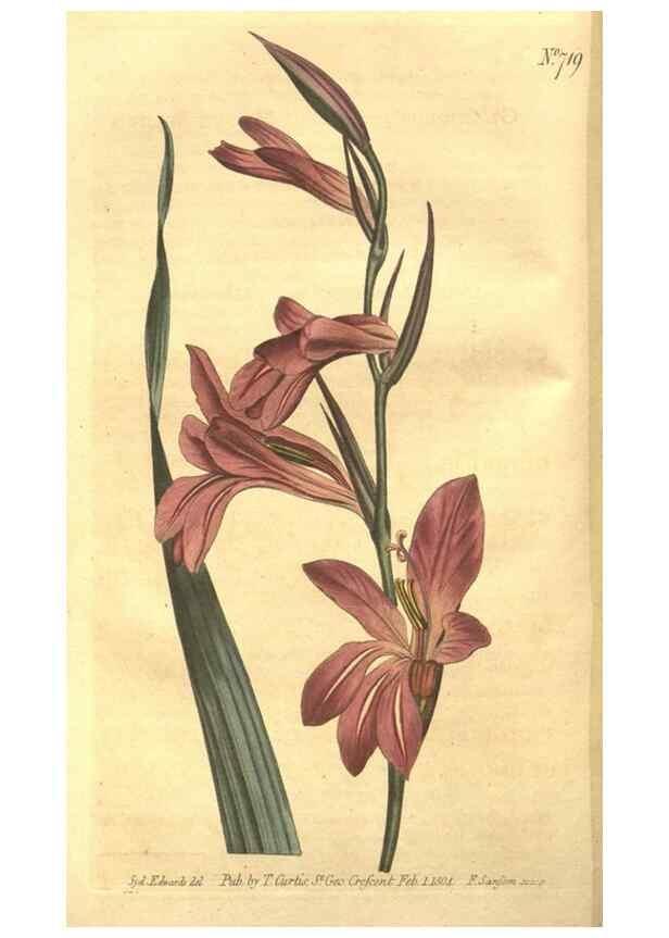 Reproducción/Reproduction 8448618458: Curtis's botanical magazine.. London ;New York [etc.] :Academic Press [etc.]