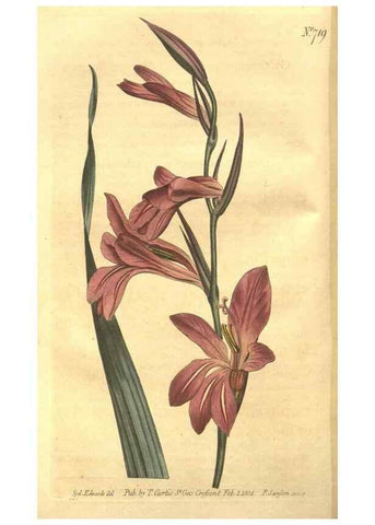 Reproducción/Reproduction 8448618458: Curtis's botanical magazine.. London ;New York [etc.] :Academic Press [etc.]