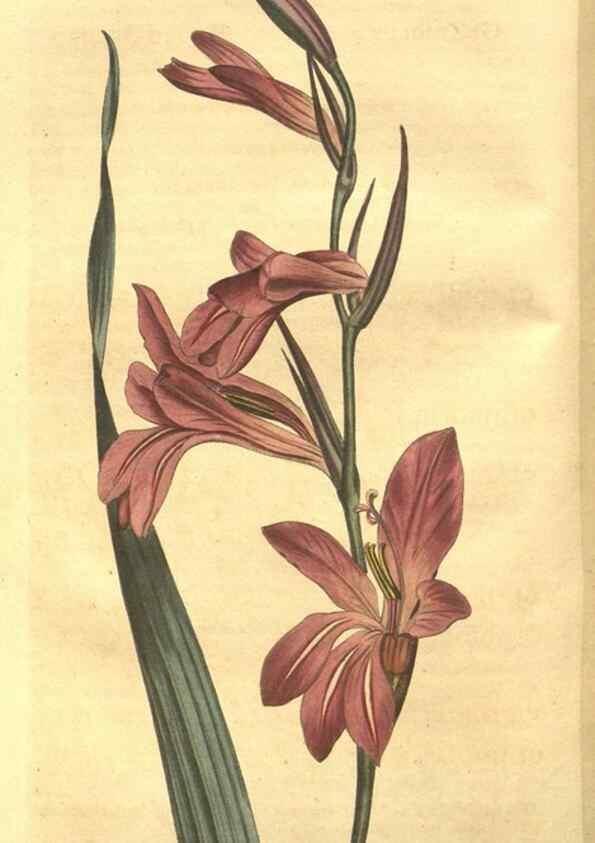 Reproducción/Reproduction 8448618458: Curtis's botanical magazine.. London ;New York [etc.] :Academic Press [etc.]