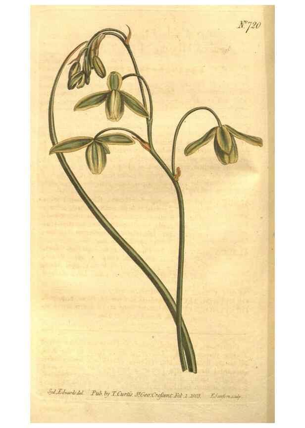 Reproducción/Reproduction 8447530759: Curtis's botanical magazine.. London ;New York [etc.] :Academic Press [etc.]