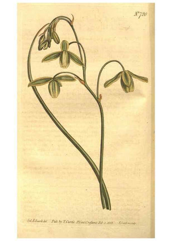 Reproducción/Reproduction 8447530759: Curtis's botanical magazine.. London ;New York [etc.] :Academic Press [etc.]