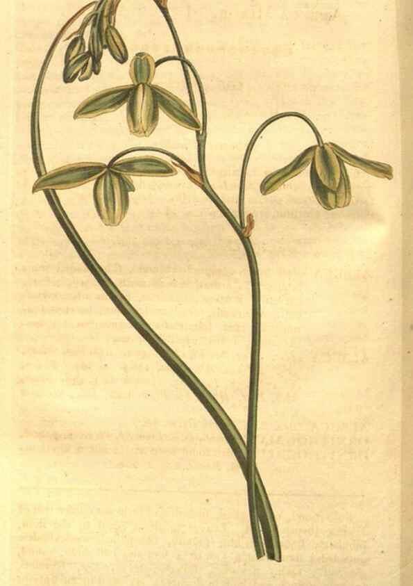 Reproducción/Reproduction 8447530759: Curtis's botanical magazine.. London ;New York [etc.] :Academic Press [etc.]