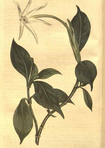 Reproducción/Reproduction 8447531363: Curtis's botanical magazine.. London ;New York [etc.] :Academic Press [etc.]