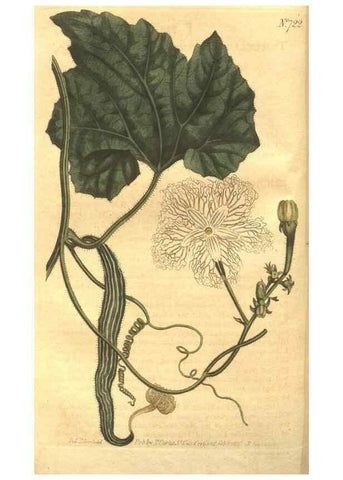Reproducción/Reproduction 8448620738: Curtis's botanical magazine.. London ;New York [etc.] :Academic Press [etc.]