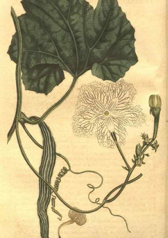 Reproducción/Reproduction 8448620738: Curtis's botanical magazine.. London ;New York [etc.] :Academic Press [etc.]