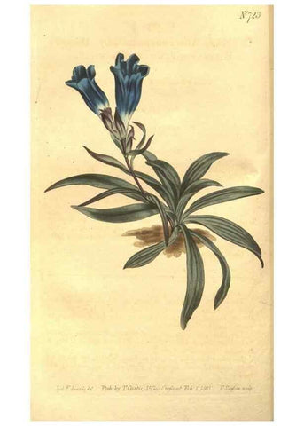 Reproducción/Reproduction 8447532691: Curtis's botanical magazine.. London ;New York [etc.] :Academic Press [etc.]