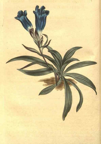 Reproducción/Reproduction 8447532691: Curtis's botanical magazine.. London ;New York [etc.] :Academic Press [etc.]