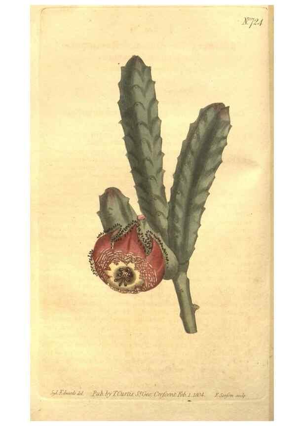Reproducción/Reproduction 8448622096: Curtis's botanical magazine.. London ;New York [etc.] :Academic Press [etc.]