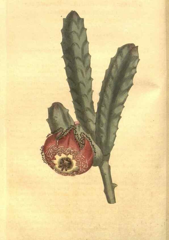 Reproducción/Reproduction 8448622096: Curtis's botanical magazine.. London ;New York [etc.] :Academic Press [etc.]