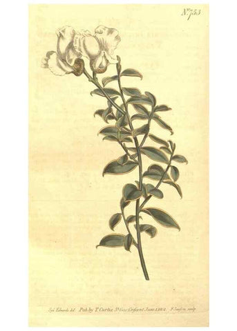 Reproducción/Reproduction 8448641932: Curtis's botanical magazine.. London ;New York [etc.] :Academic Press [etc.]