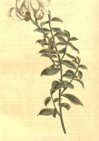 Reproducción/Reproduction 8448641932: Curtis's botanical magazine.. London ;New York [etc.] :Academic Press [etc.]