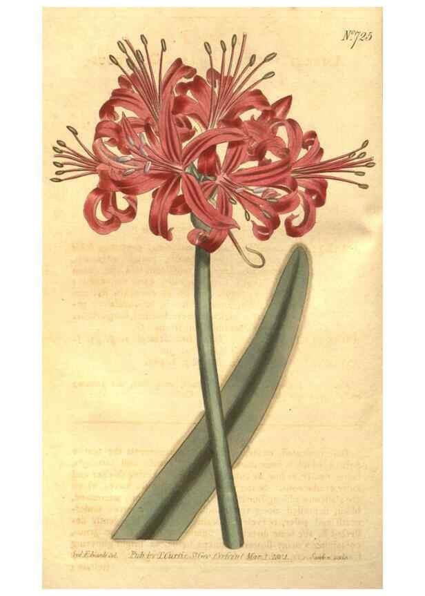 Reproducción/Reproduction 8448622708: Curtis's botanical magazine.. London ;New York [etc.] :Academic Press [etc.]