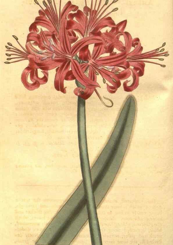 Reproducción/Reproduction 8448622708: Curtis's botanical magazine.. London ;New York [etc.] :Academic Press [etc.]