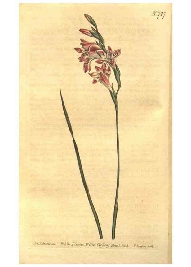 Reproducción/Reproduction 8447535623: Curtis's botanical magazine.. London ;New York [etc.] :Academic Press [etc.]