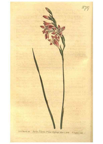 Reproducción/Reproduction 8447535623: Curtis's botanical magazine.. London ;New York [etc.] :Academic Press [etc.]