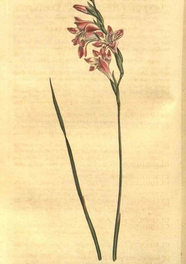 Reproducción/Reproduction 8447535623: Curtis's botanical magazine.. London ;New York [etc.] :Academic Press [etc.]