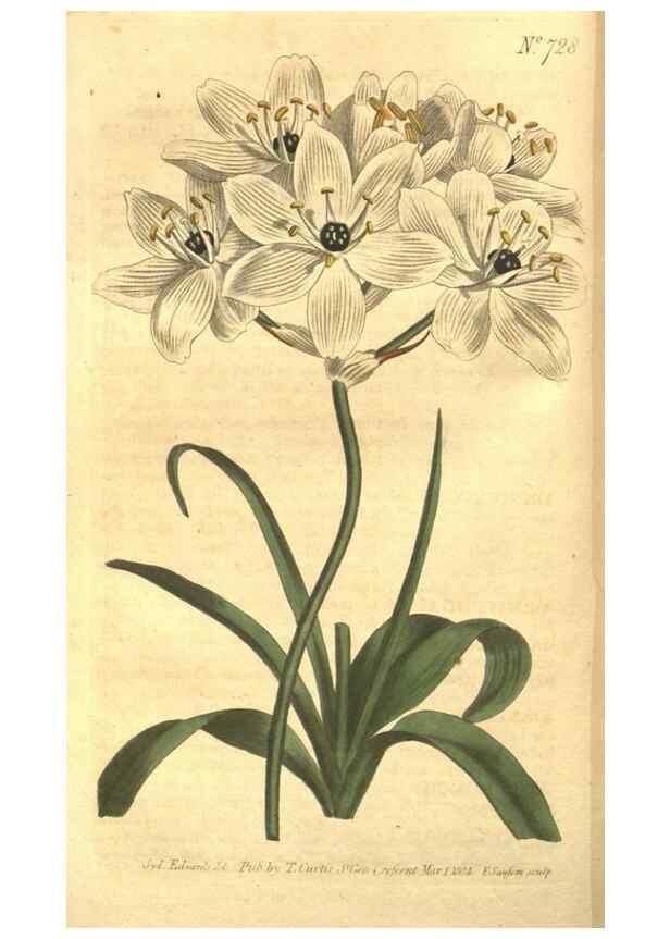 Reproducción/Reproduction 8448624902: Curtis's botanical magazine.. London ;New York [etc.] :Academic Press [etc.]