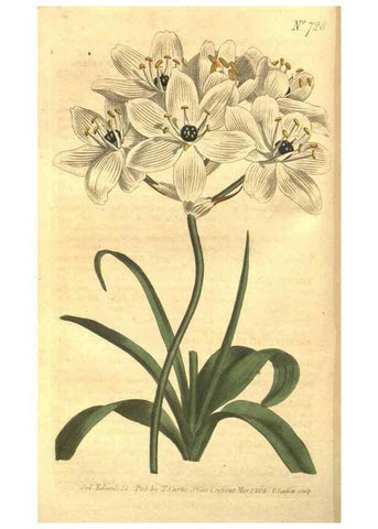 Reproducción/Reproduction 8448624902: Curtis's botanical magazine.. London ;New York [etc.] :Academic Press [etc.]