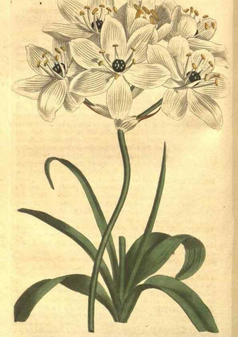 Reproducción/Reproduction 8448624902: Curtis's botanical magazine.. London ;New York [etc.] :Academic Press [etc.]