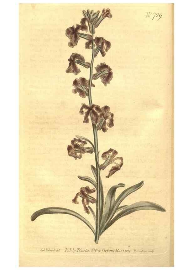 Reproducción/Reproduction 8448625626: Curtis's botanical magazine.. London ;New York [etc.] :Academic Press [etc.]
