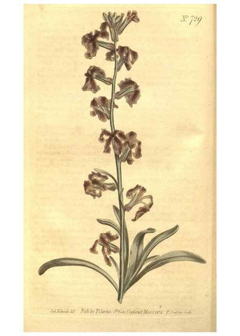 Reproducción/Reproduction 8448625626: Curtis's botanical magazine.. London ;New York [etc.] :Academic Press [etc.]
