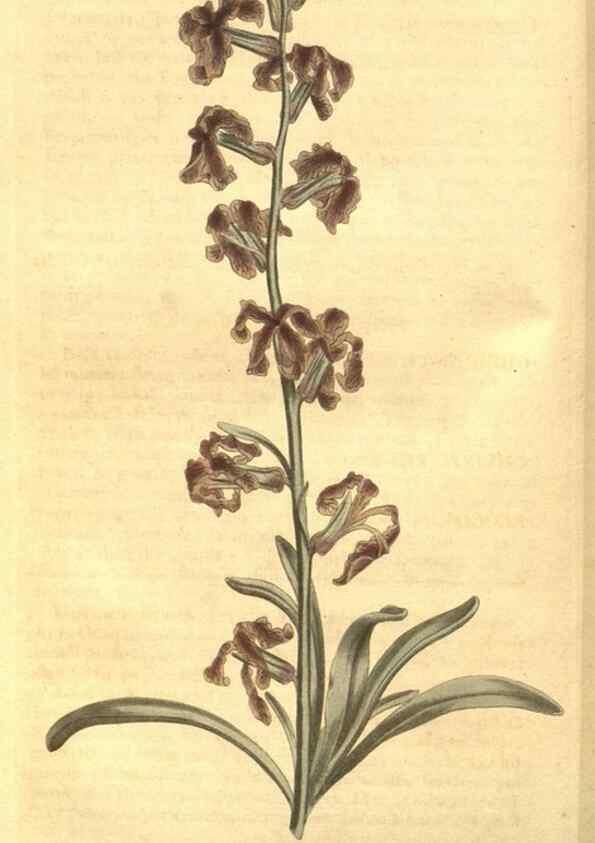 Reproducción/Reproduction 8448625626: Curtis's botanical magazine.. London ;New York [etc.] :Academic Press [etc.]