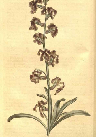 Reproducción/Reproduction 8448625626: Curtis's botanical magazine.. London ;New York [etc.] :Academic Press [etc.]