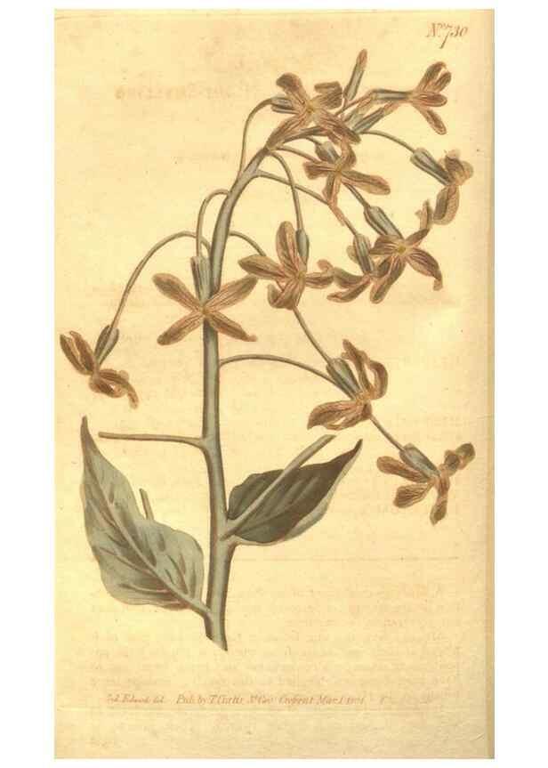 Reproducción/Reproduction 8447537799: Curtis's botanical magazine.. London ;New York [etc.] :Academic Press [etc.]