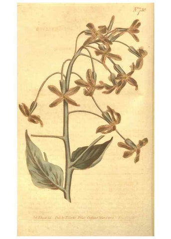 Reproducción/Reproduction 8447537799: Curtis's botanical magazine.. London ;New York [etc.] :Academic Press [etc.]