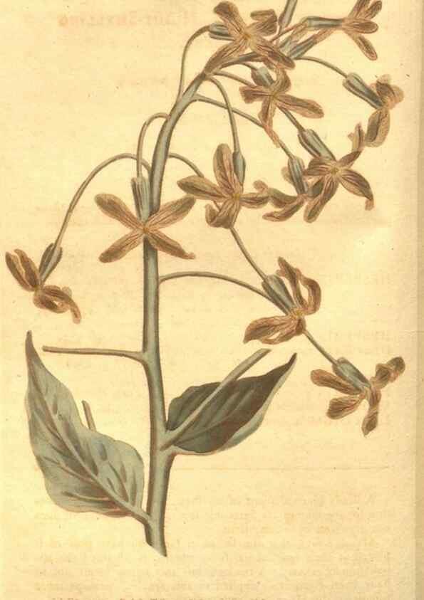 Reproducción/Reproduction 8447537799: Curtis's botanical magazine.. London ;New York [etc.] :Academic Press [etc.]