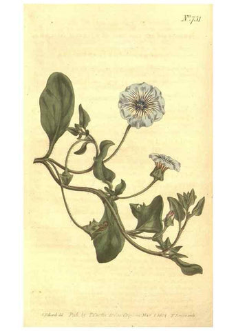 Reproducción/Reproduction 8447538733: Curtis's botanical magazine.. London ;New York [etc.] :Academic Press [etc.]