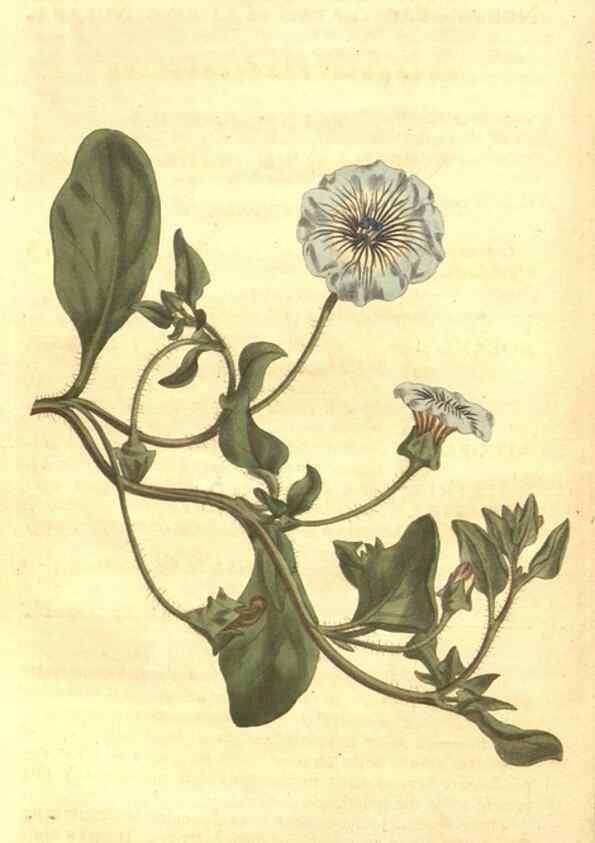 Reproducción/Reproduction 8447538733: Curtis's botanical magazine.. London ;New York [etc.] :Academic Press [etc.]