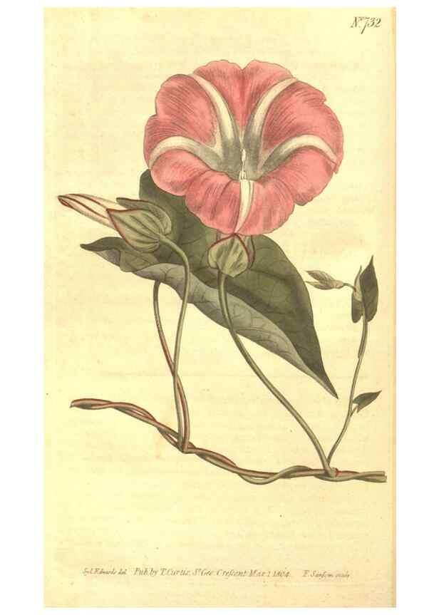 Reproducción/Reproduction 8447539325: Curtis's botanical magazine.. London ;New York [etc.] :Academic Press [etc.]