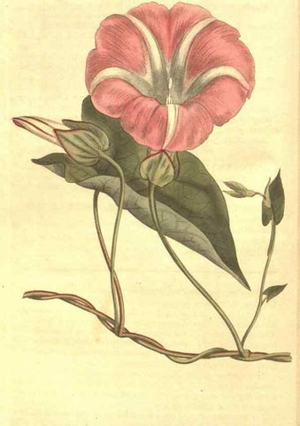 Reproducción/Reproduction 8447539325: Curtis's botanical magazine.. London ;New York [etc.] :Academic Press [etc.]