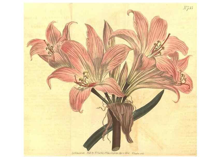 Reproducción/Reproduction 8448628402: Curtis's botanical magazine.. London ;New York [etc.] :Academic Press [etc.]