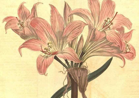 Reproducción/Reproduction 8448628402: Curtis's botanical magazine.. London ;New York [etc.] :Academic Press [etc.]