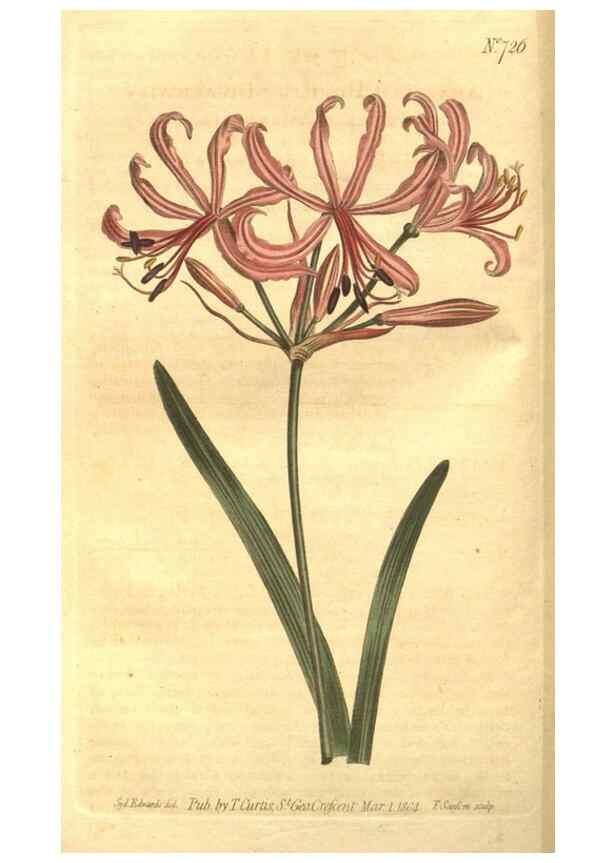 Reproducción/Reproduction 8447534783: Curtis's botanical magazine.. London ;New York [etc.] :Academic Press [etc.]