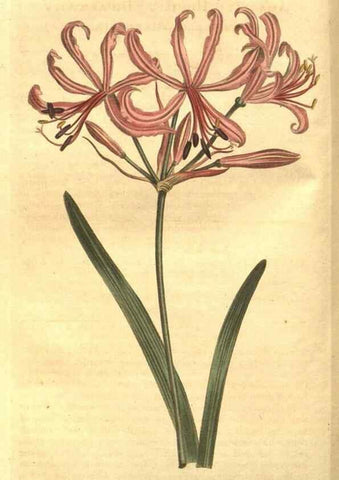 Reproducción/Reproduction 8447534783: Curtis's botanical magazine.. London ;New York [etc.] :Academic Press [etc.]
