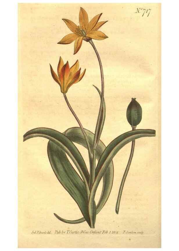 Reproducción/Reproduction 8447528823: Curtis's botanical magazine.. London ;New York [etc.] :Academic Press [etc.]