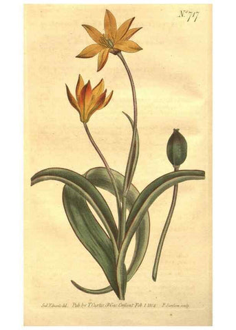 Reproducción/Reproduction 8447528823: Curtis's botanical magazine.. London ;New York [etc.] :Academic Press [etc.]