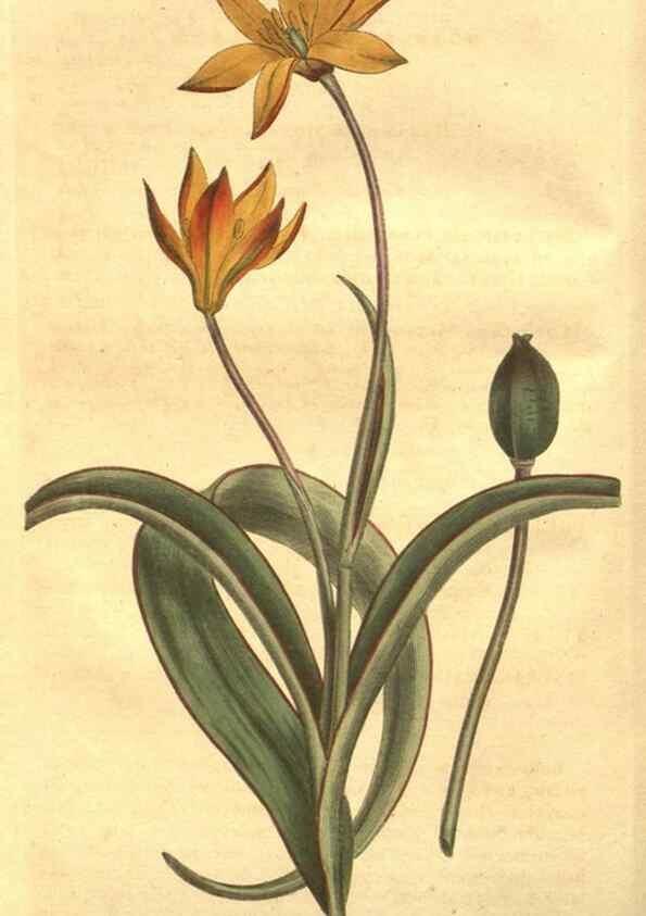 Reproducción/Reproduction 8447528823: Curtis's botanical magazine.. London ;New York [etc.] :Academic Press [etc.]
