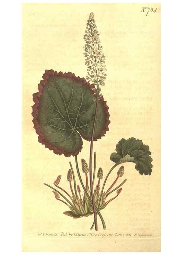 Reproducción/Reproduction 8448642640: Curtis's botanical magazine.. London ;New York [etc.] :Academic Press [etc.]