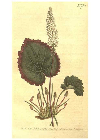 Reproducción/Reproduction 8448642640: Curtis's botanical magazine.. London ;New York [etc.] :Academic Press [etc.]
