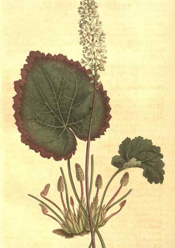 Reproducción/Reproduction 8448642640: Curtis's botanical magazine.. London ;New York [etc.] :Academic Press [etc.]
