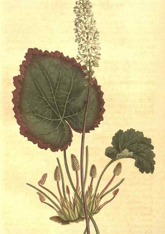 Reproducción/Reproduction 8448642640: Curtis's botanical magazine.. London ;New York [etc.] :Academic Press [etc.]