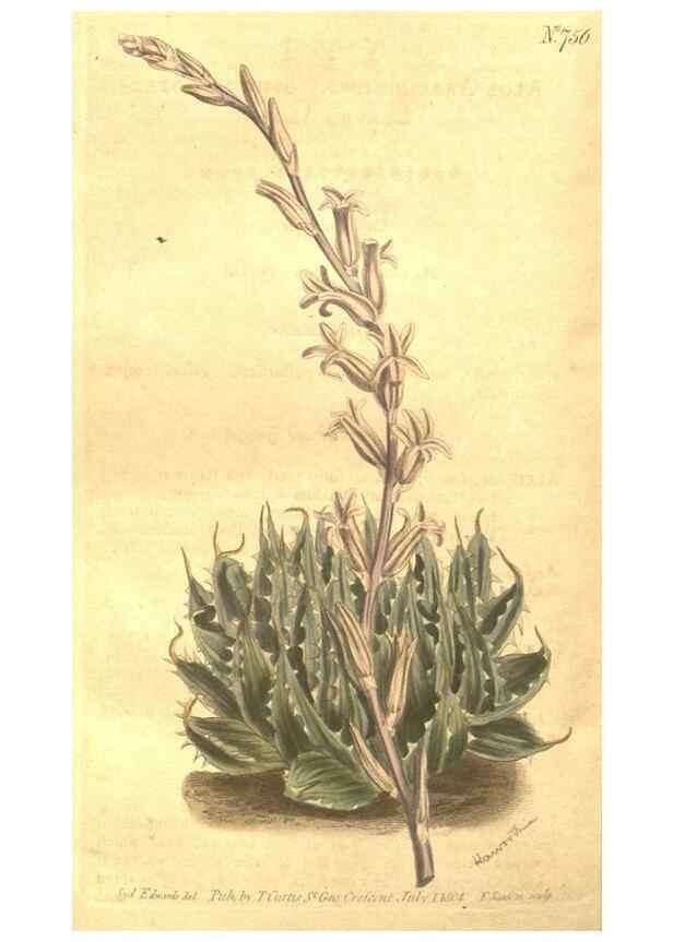 Reproducción/Reproduction 8448644112: Curtis's botanical magazine.. London ;New York [etc.] :Academic Press [etc.]